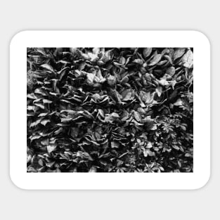 Black and White Flower, Photography Sticker